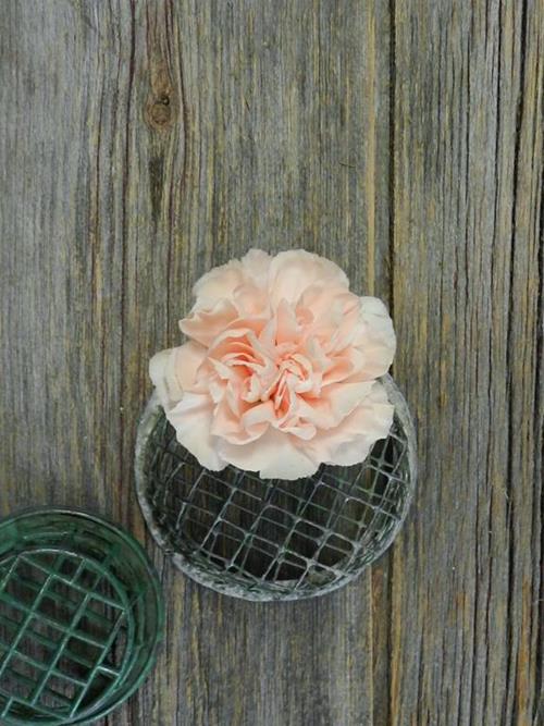 Novia  Peach Carnations